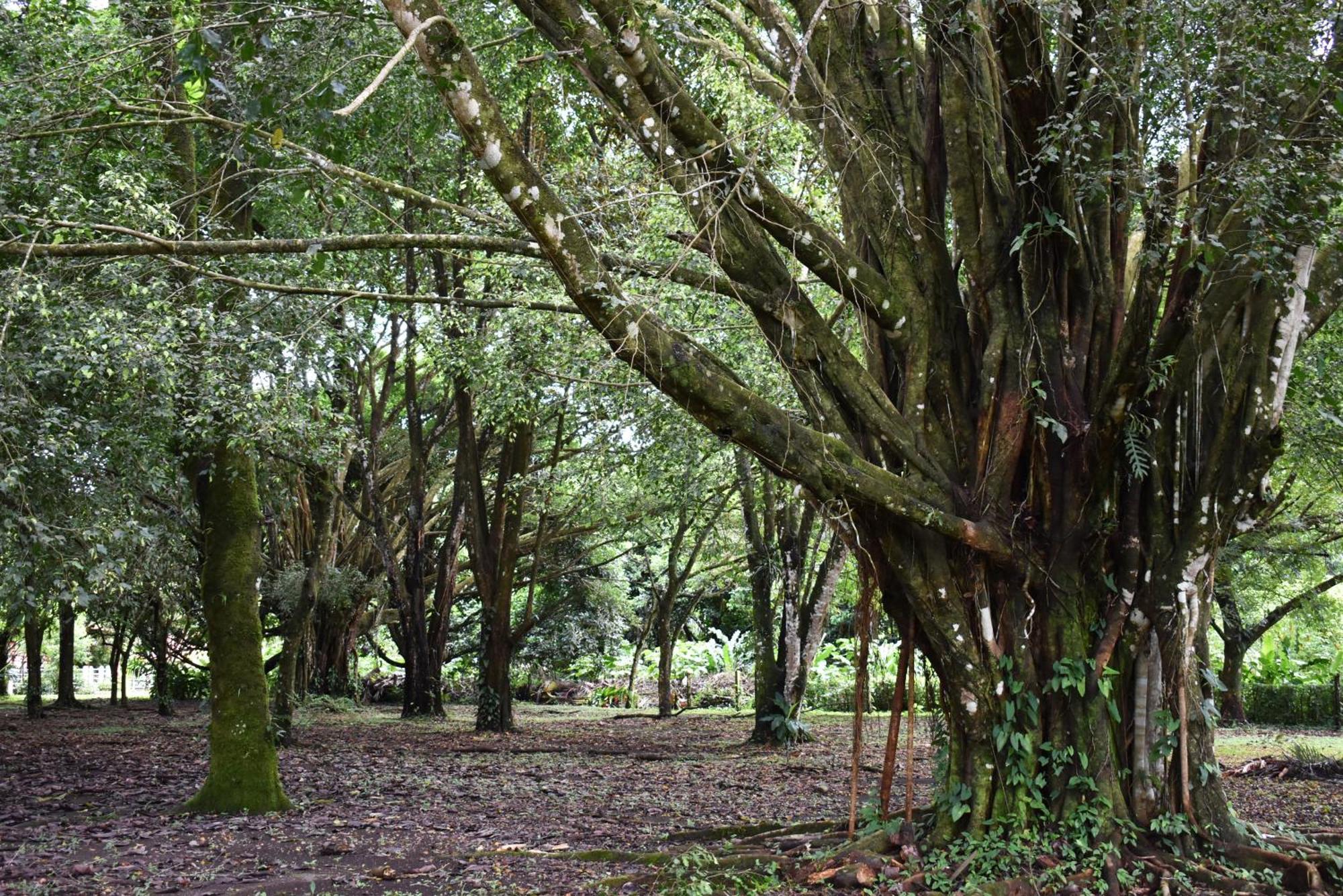 Hotel Arenal Country Inn La Fortuna Dış mekan fotoğraf