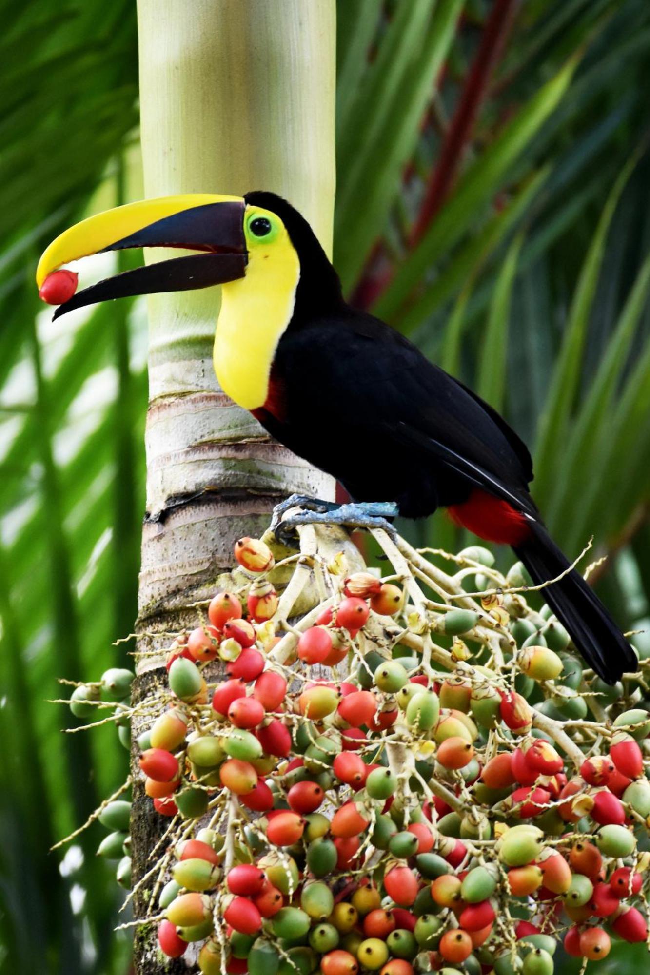 Hotel Arenal Country Inn La Fortuna Dış mekan fotoğraf