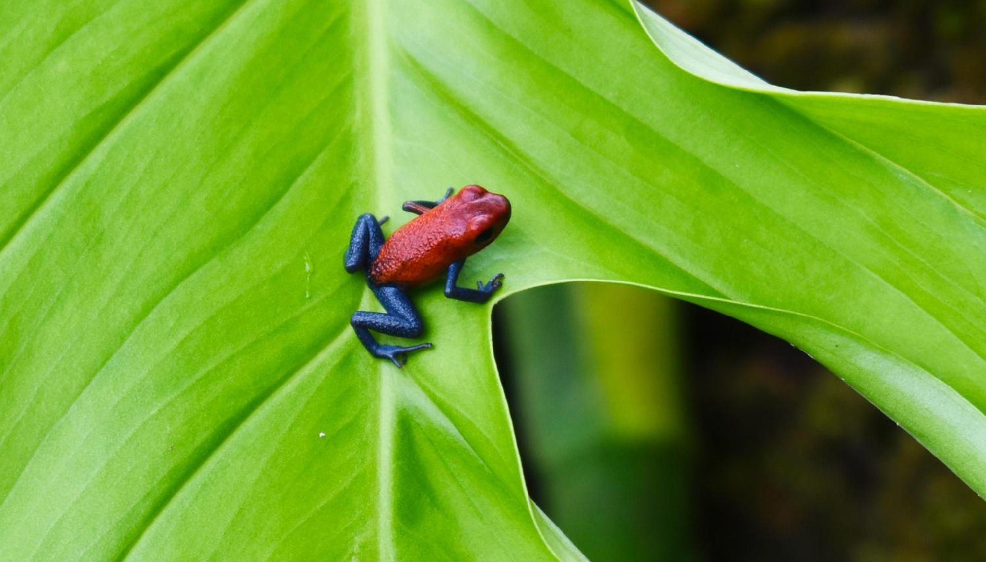 Hotel Arenal Country Inn La Fortuna Dış mekan fotoğraf