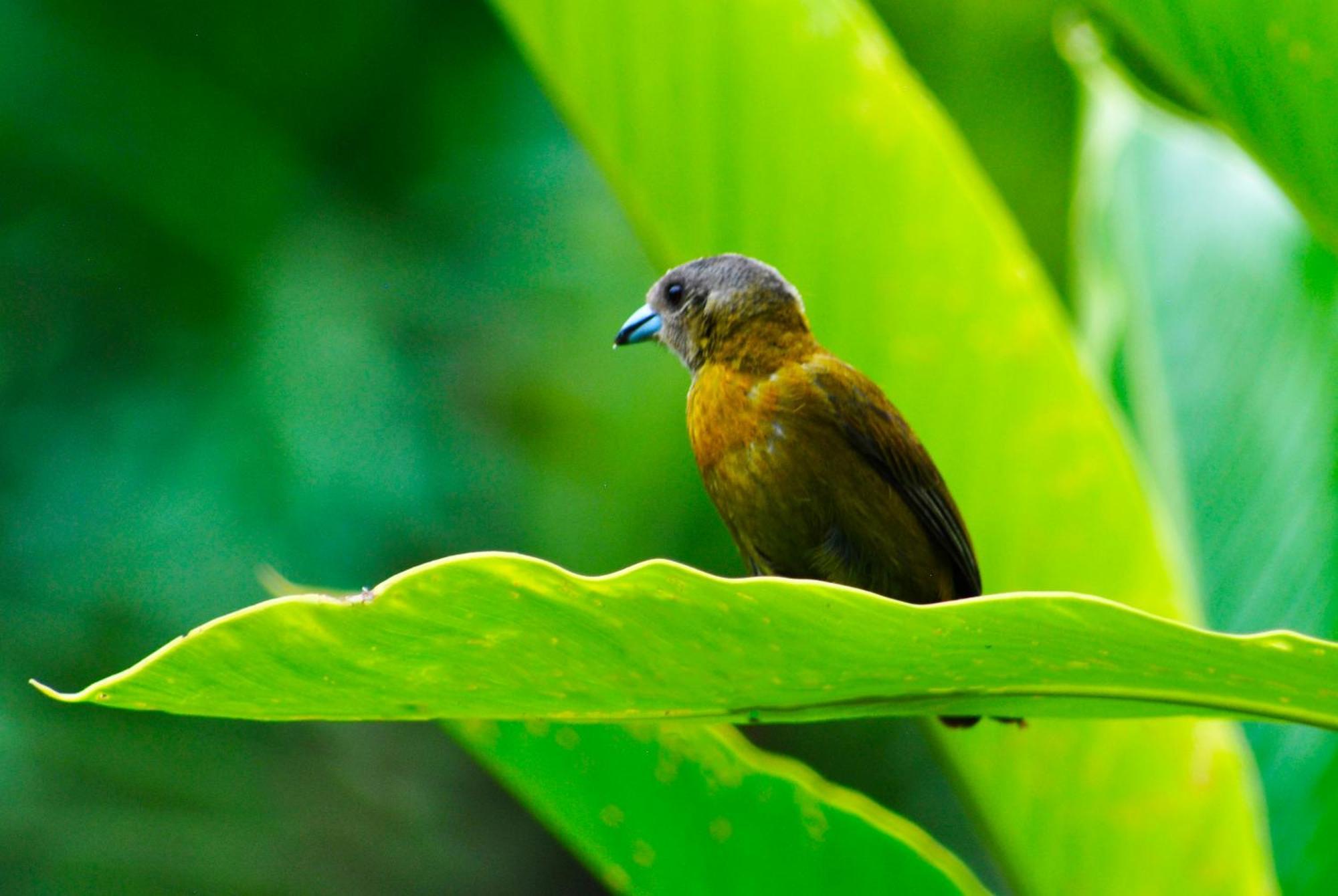 Hotel Arenal Country Inn La Fortuna Dış mekan fotoğraf