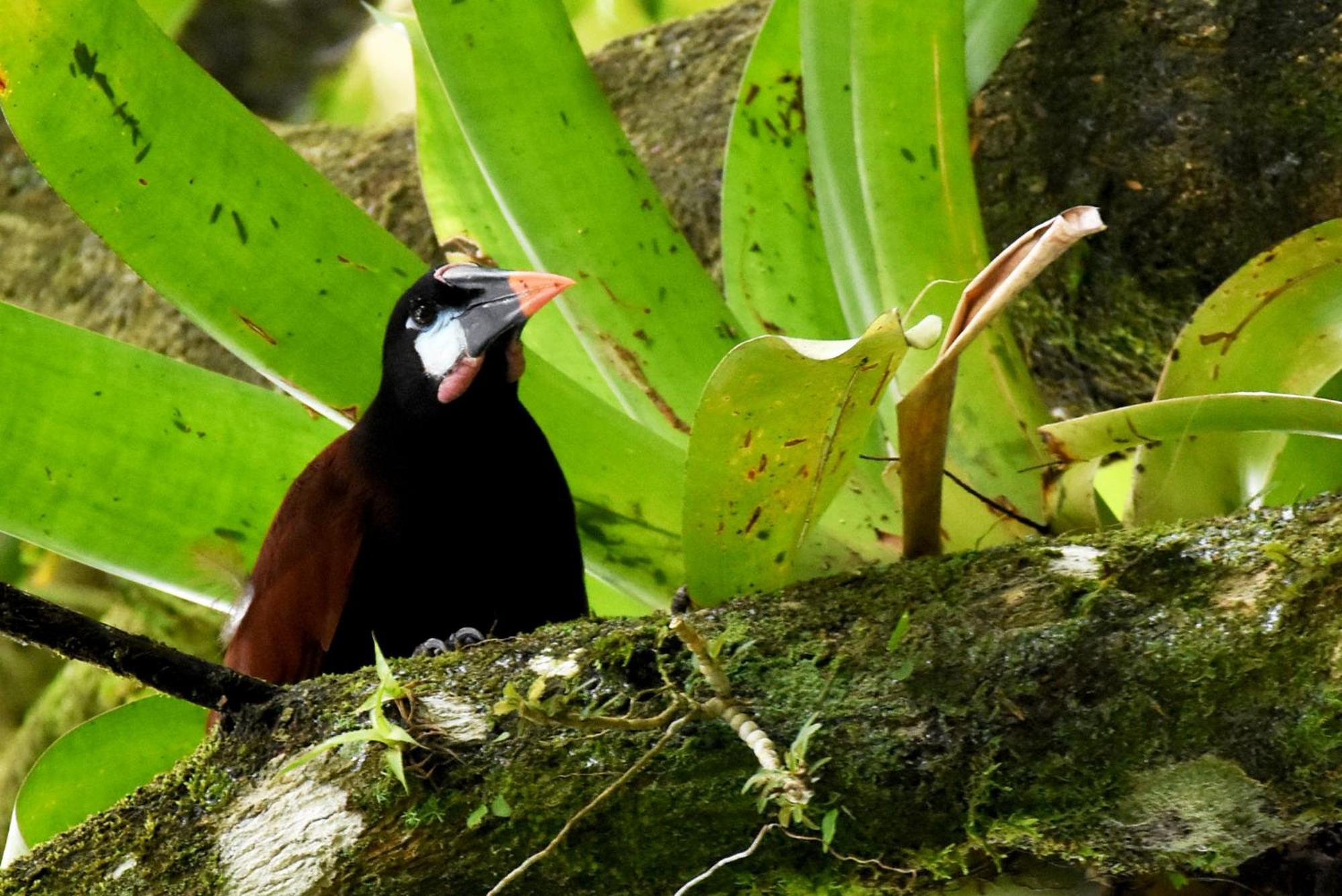 Hotel Arenal Country Inn La Fortuna Dış mekan fotoğraf