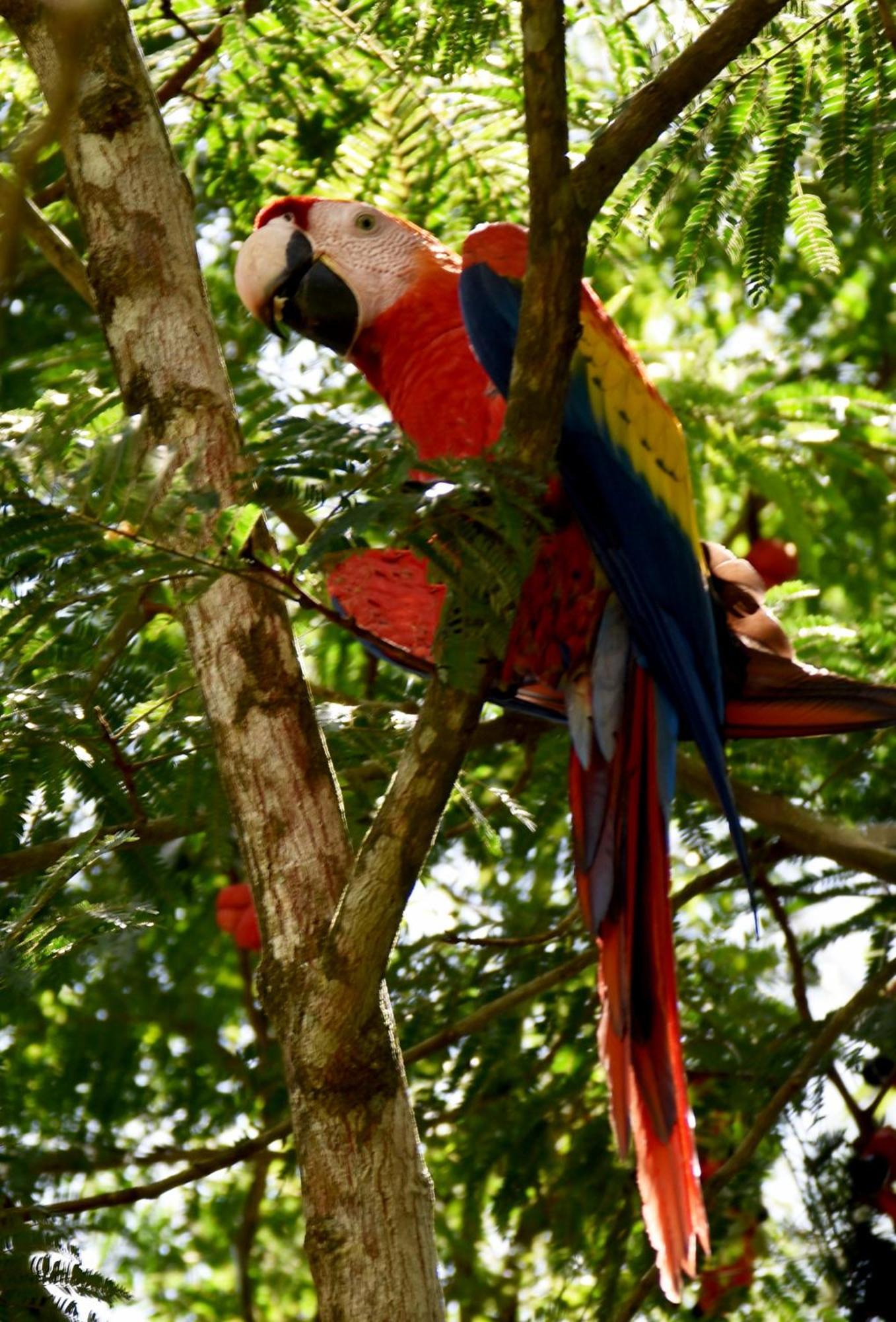 Hotel Arenal Country Inn La Fortuna Dış mekan fotoğraf